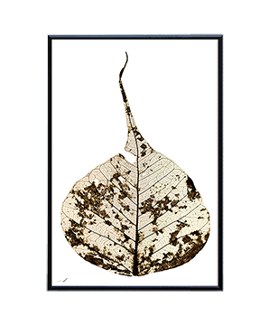 LEAF_02